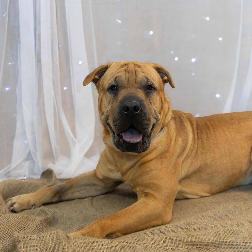 Jelly Roll, Adoptable, Adult Male Shar-Pei & Pit Bull Terrier.