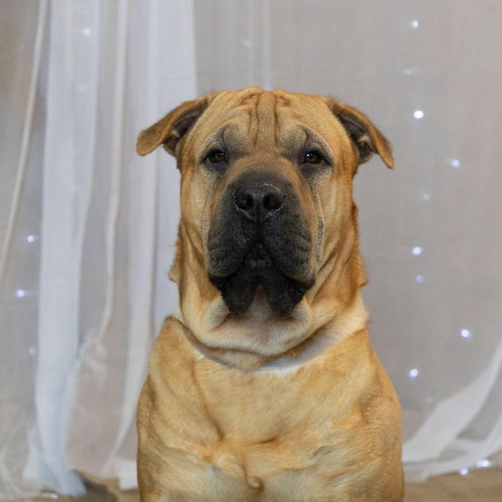 Enlarge Jelly Roll, a Adoptable mixed breed in Hawthorne, CA image 2/6