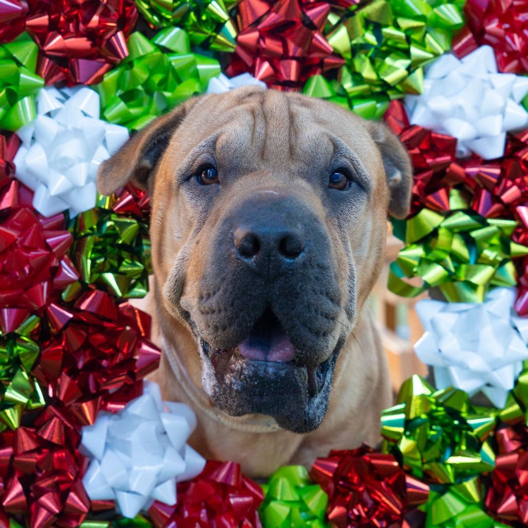 Enlarge Jelly Roll, a Adoptable mixed breed in Hawthorne, CA image 3/4