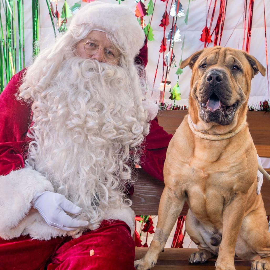 Enlarge Jelly Roll, a Adoptable mixed breed in Hawthorne, CA image 6/6