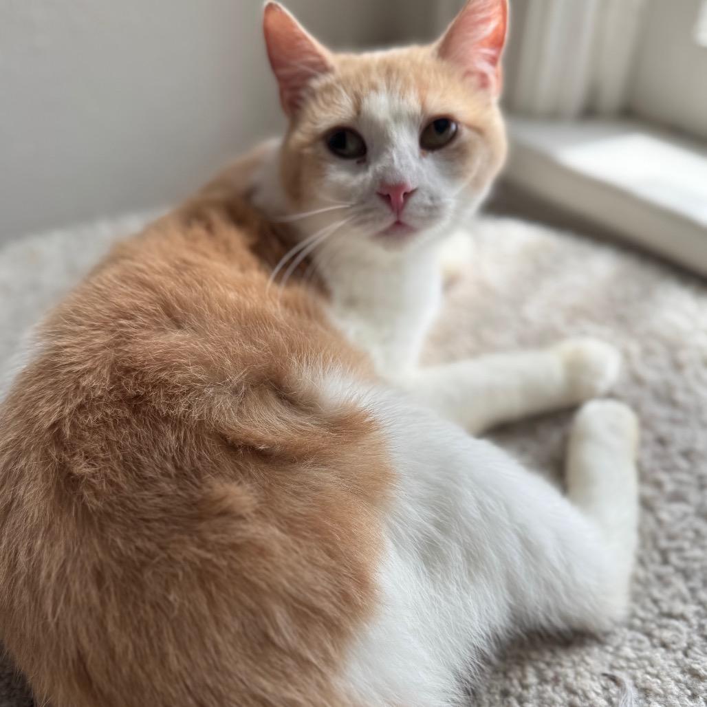 Mrs. Puff *Special Needs*, Adoptable, Young Female Domestic Short Hair.