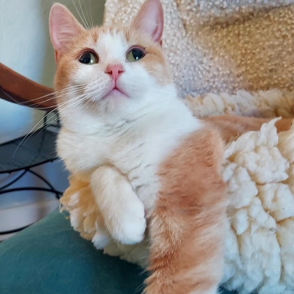 Mrs. Puff *Special Needs* — thumbnail 2