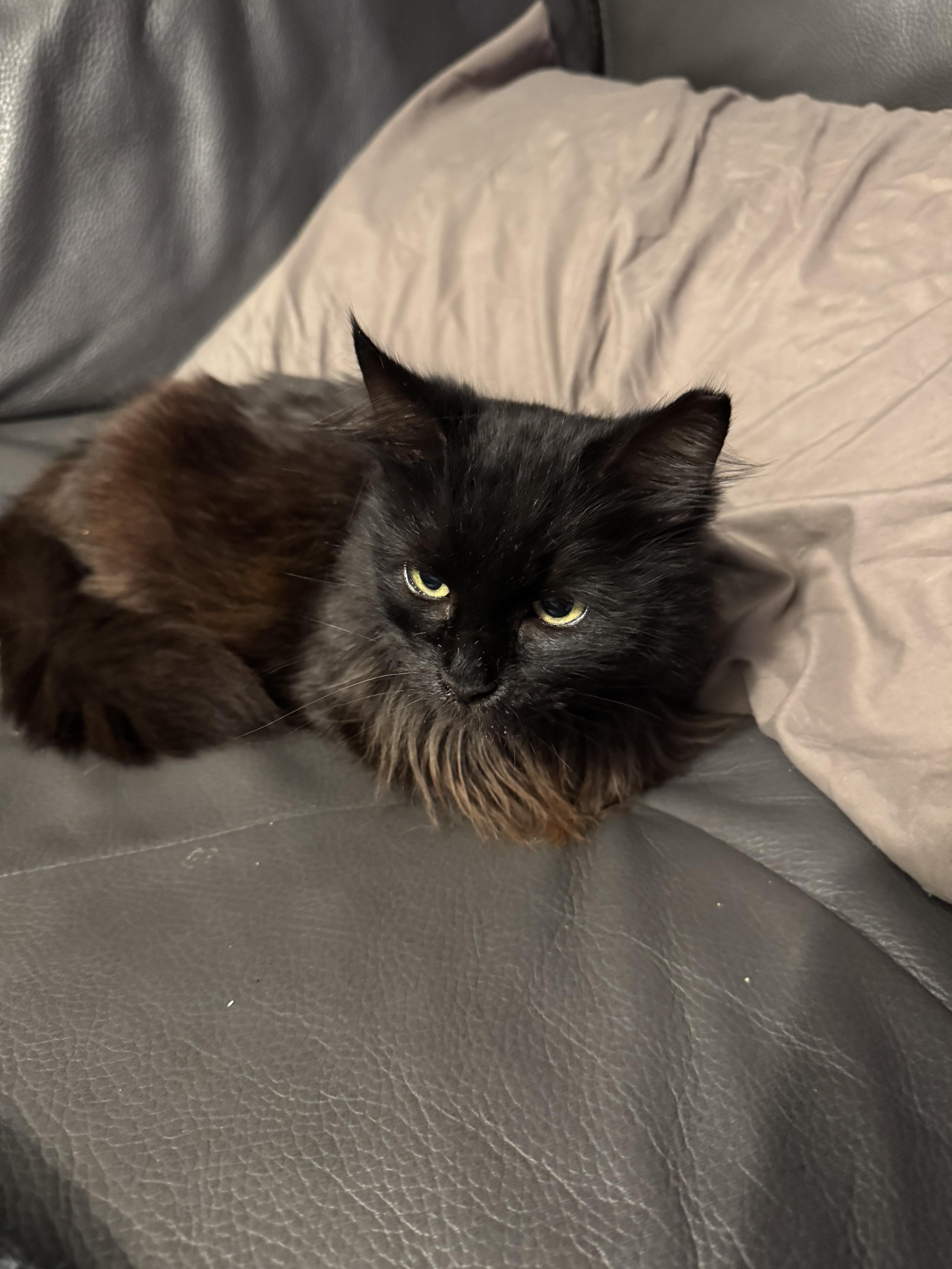 Enlarge Cookie, a ADOPTABLE Domestic Long Hair in Boston, MA image 2/6