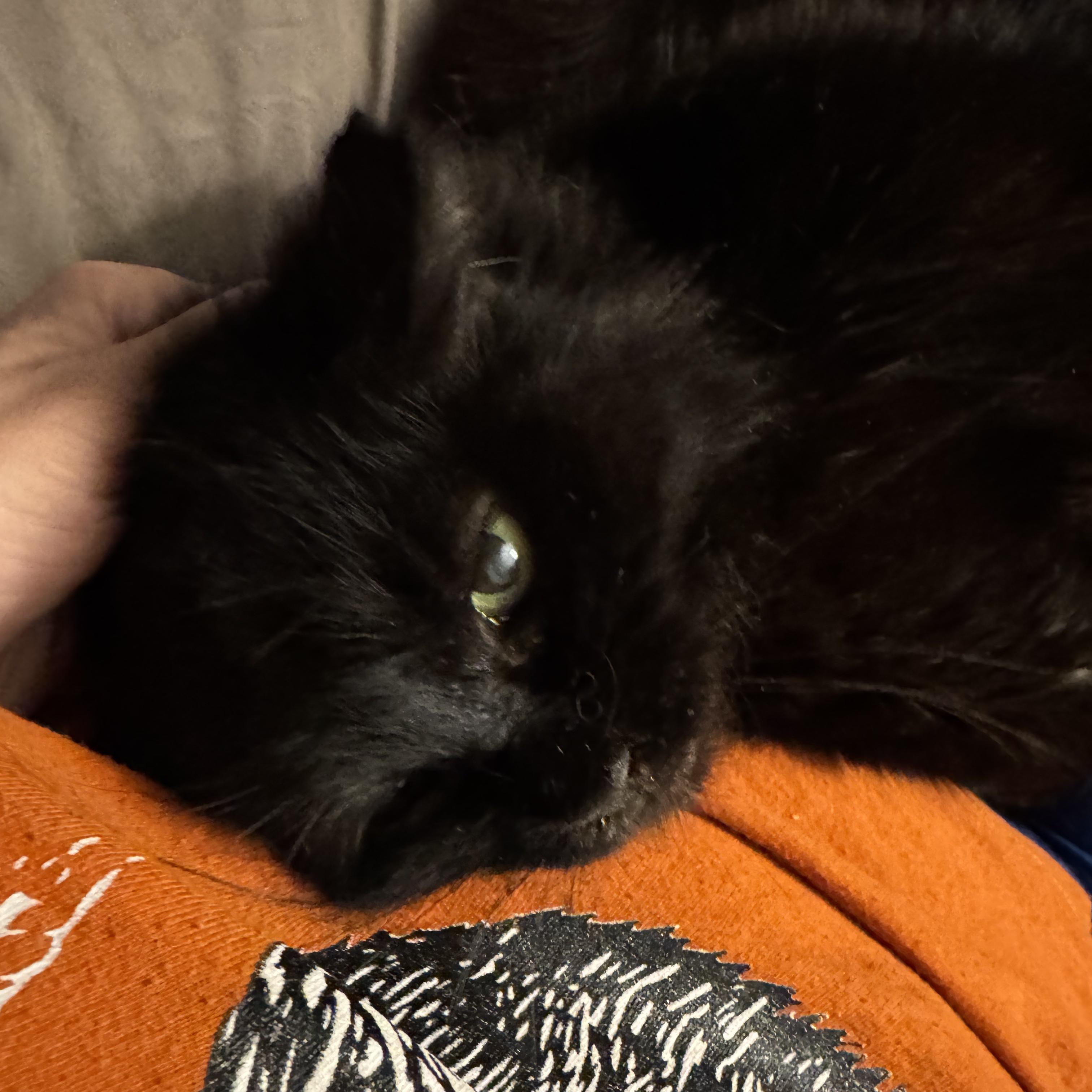 Enlarge Cookie, a ADOPTABLE Domestic Long Hair in Boston, MA image 4/6