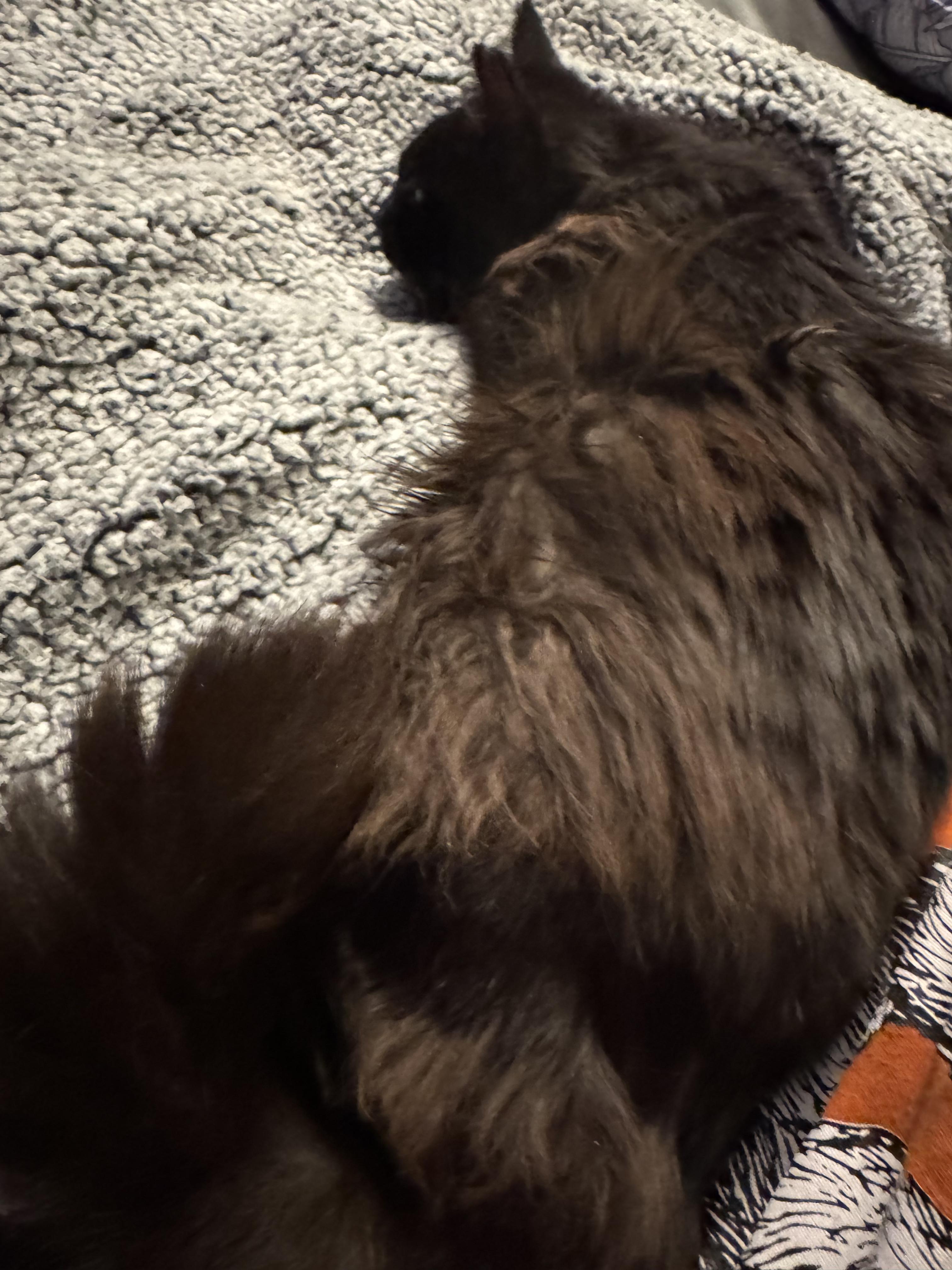 Enlarge Cookie, a ADOPTABLE Domestic Long Hair in Boston, MA image 3/6