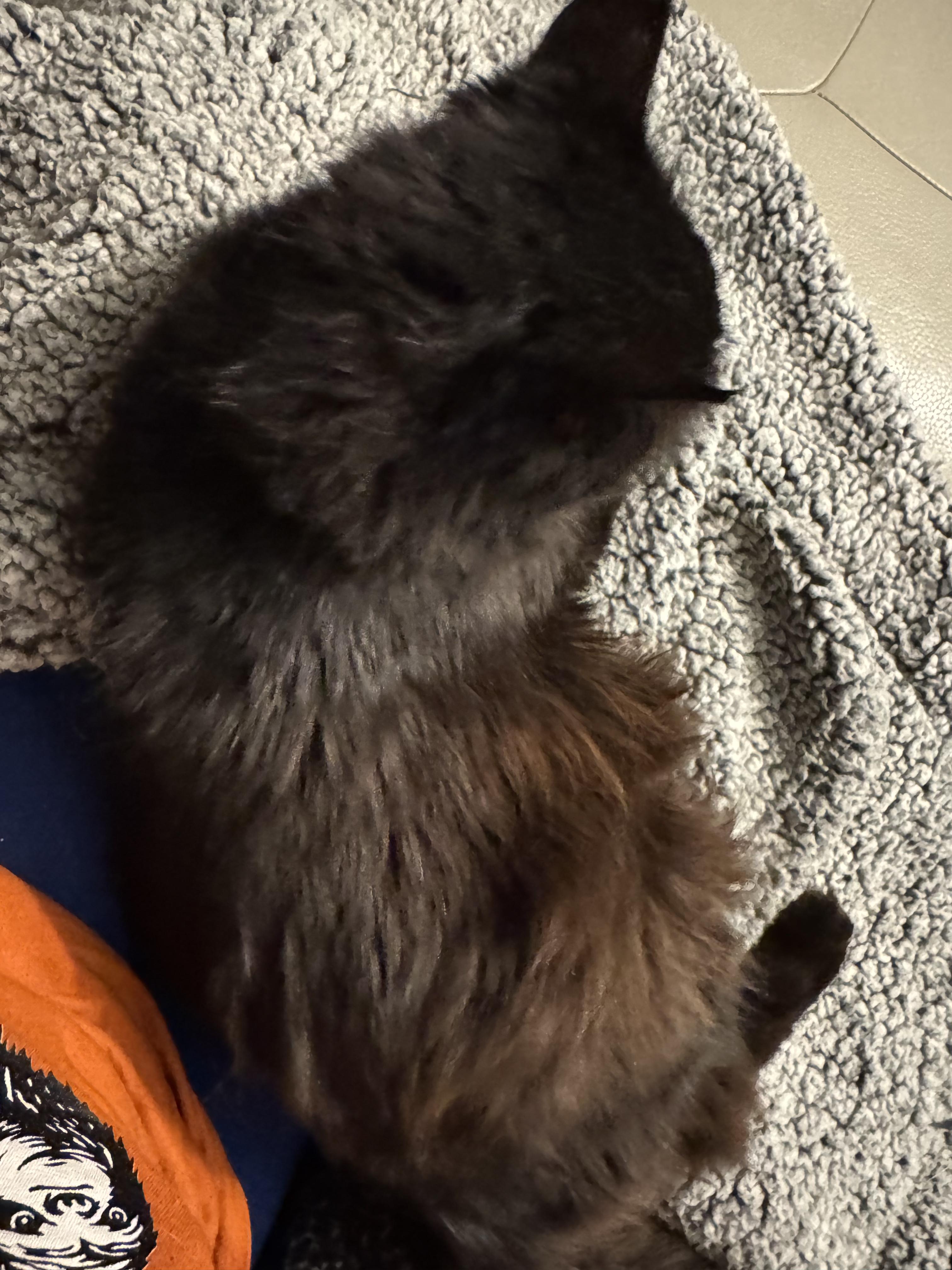 Enlarge Cookie, a ADOPTABLE Domestic Long Hair in Boston, MA image 5/6