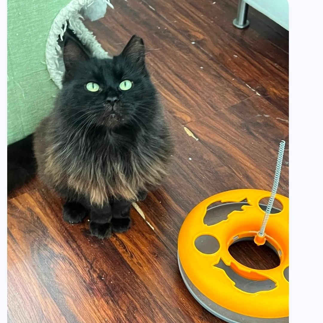 Enlarge Cookie, a ADOPTABLE Domestic Long Hair in Boston, MA image 1/6