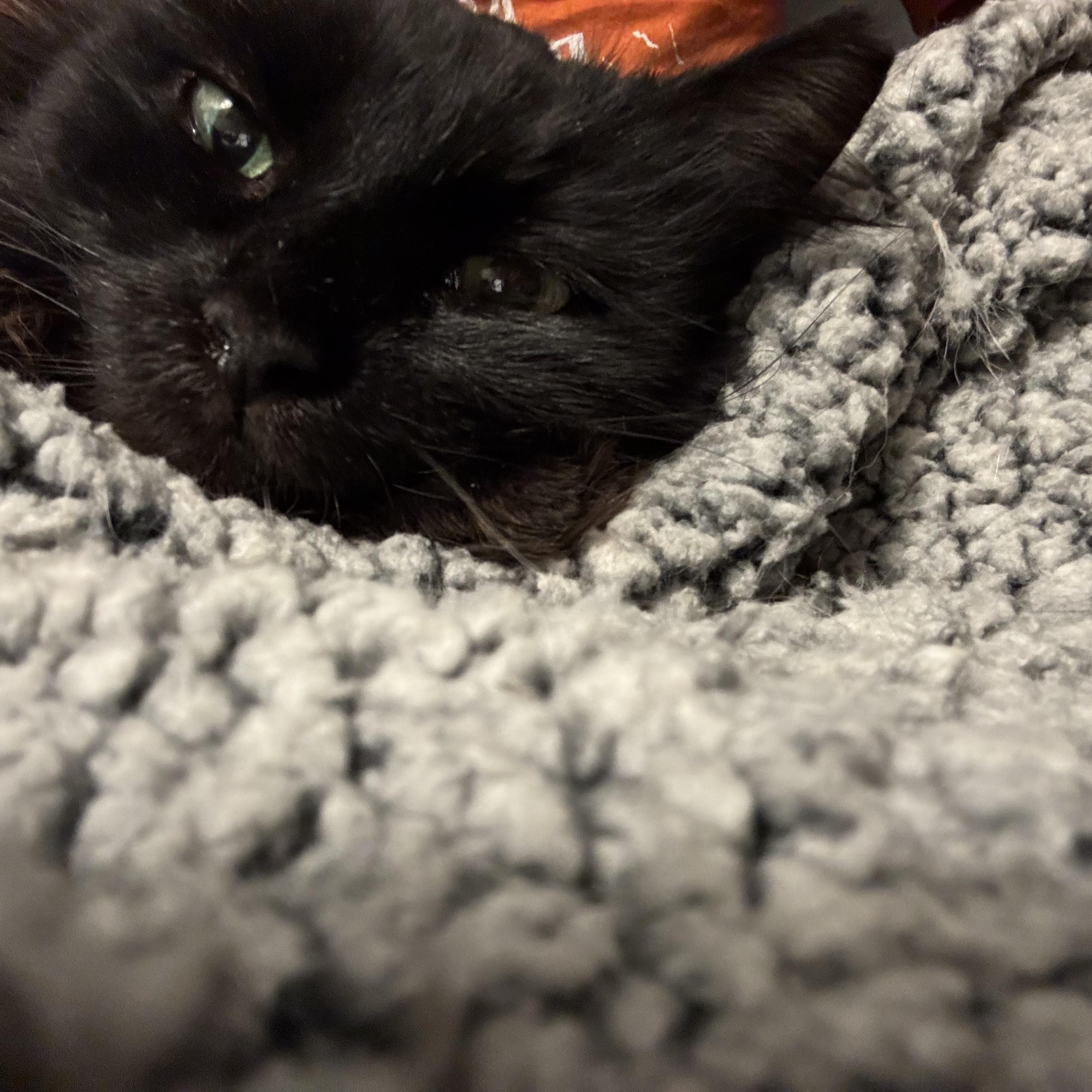 Enlarge Cookie, a ADOPTABLE Domestic Long Hair in Boston, MA image 6/6