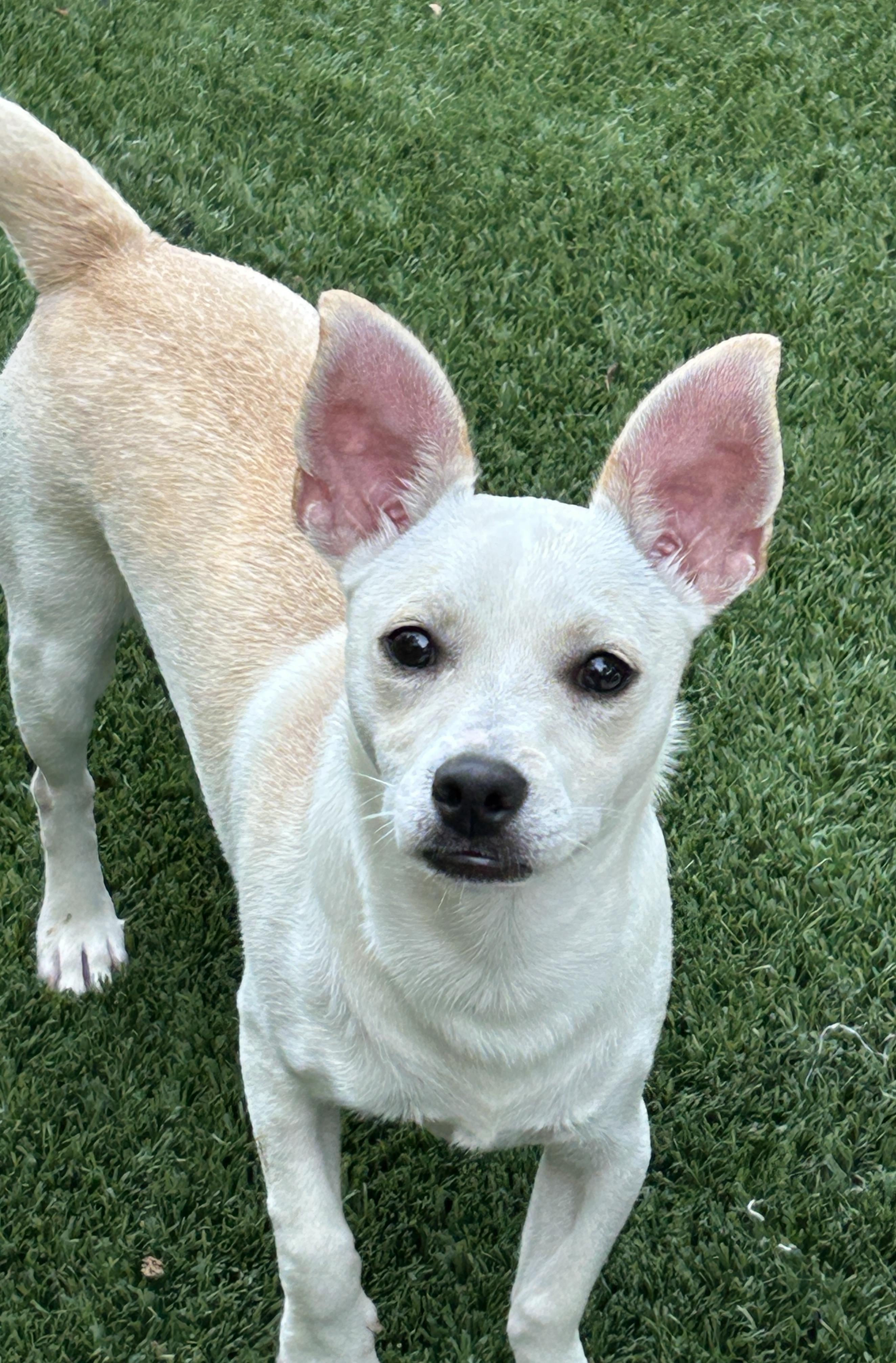 Jason, a ADOPTABLE mixed breed in Sarasota, FL image 3/5
