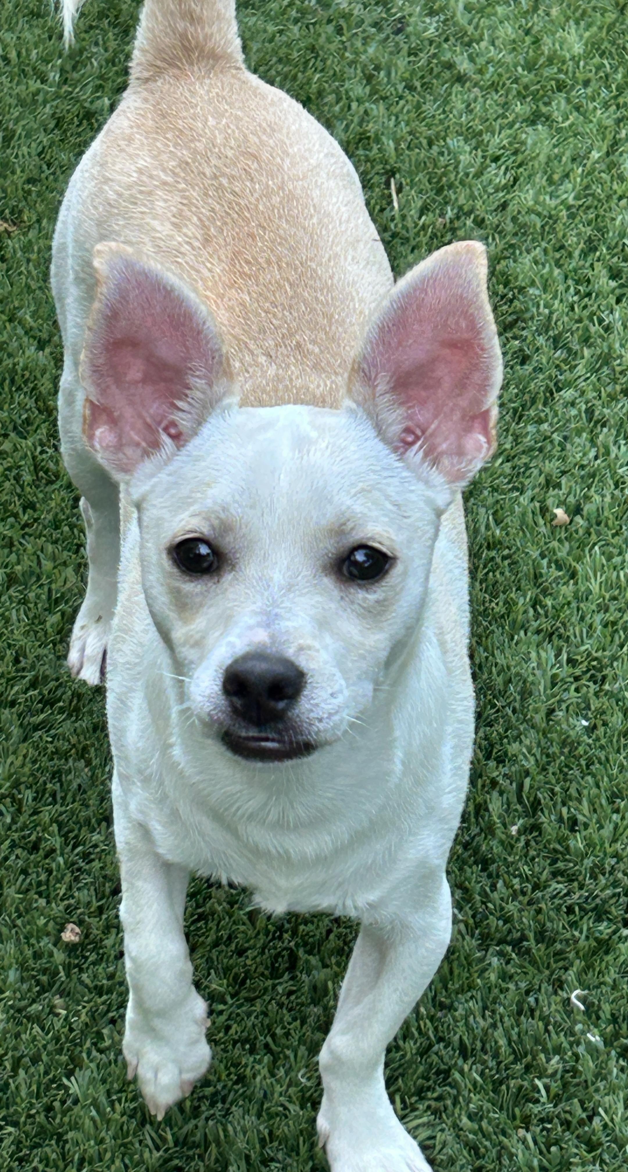 Jason, a ADOPTABLE mixed breed in Sarasota, FL image 2/5