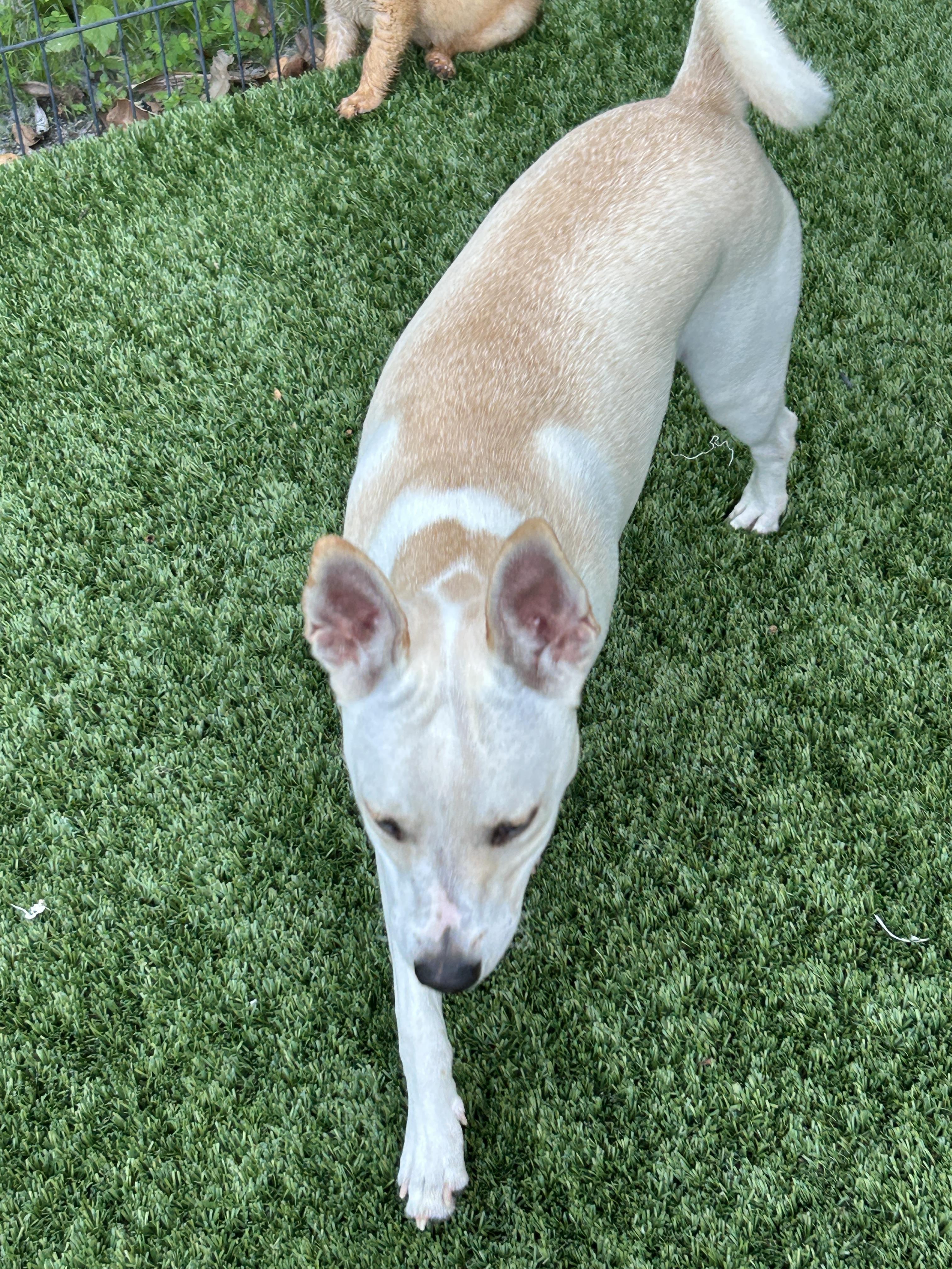 Jason, a ADOPTABLE mixed breed in Sarasota, FL image 4/5