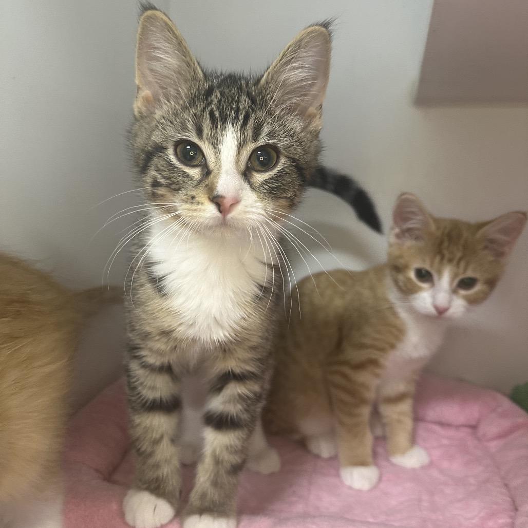 Pretzel, Adoptable, Kitten Male Domestic Short Hair.