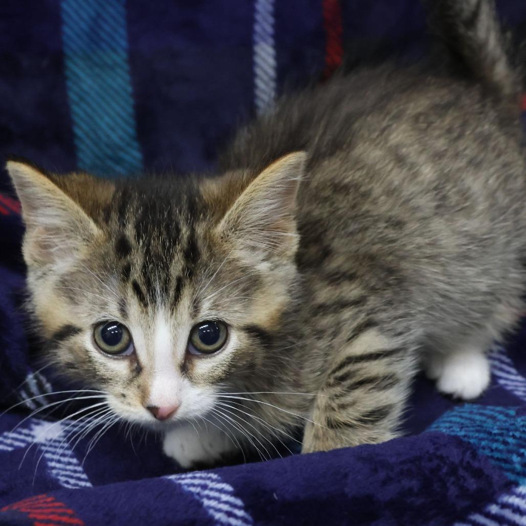 Pretzel, a Adoptable Domestic Short Hair in Chaska, MN image 2/2