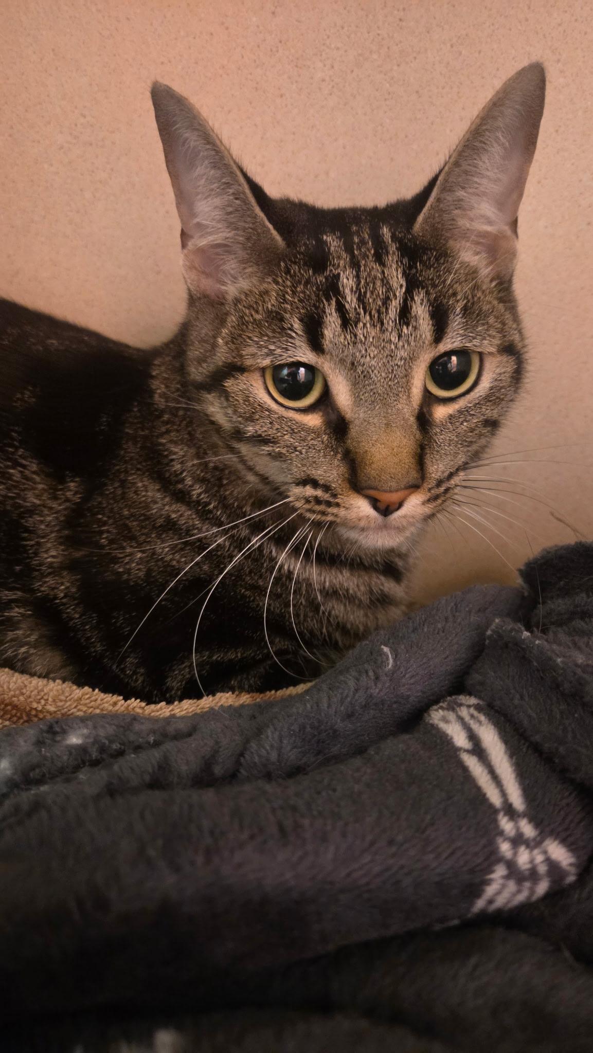 Sebastian, Adoptable, Adult Male Domestic Short Hair.