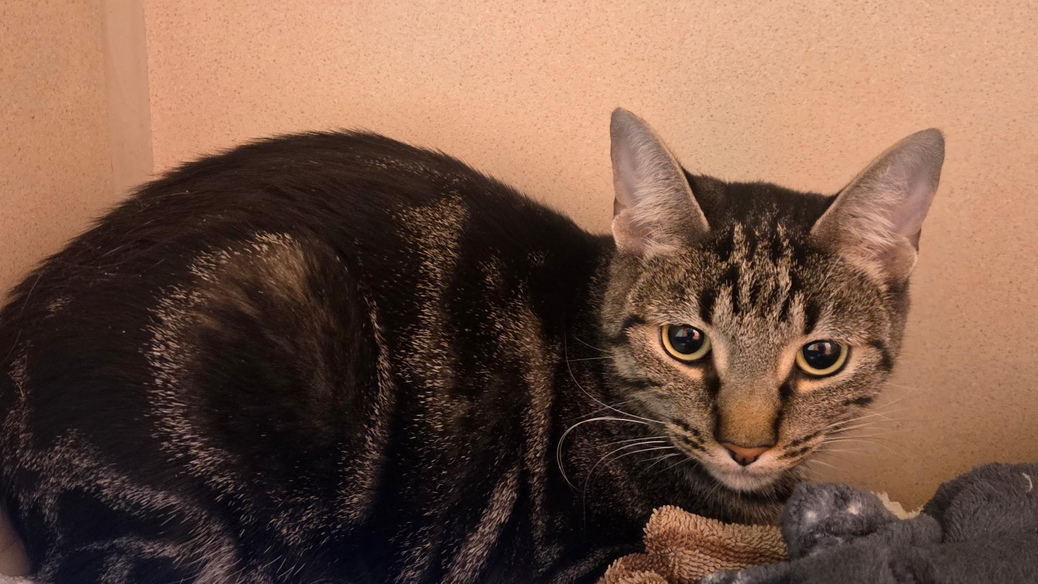 Enlarge Sebastian, a Adoptable Domestic Short Hair in Conifer, CO image 2/2