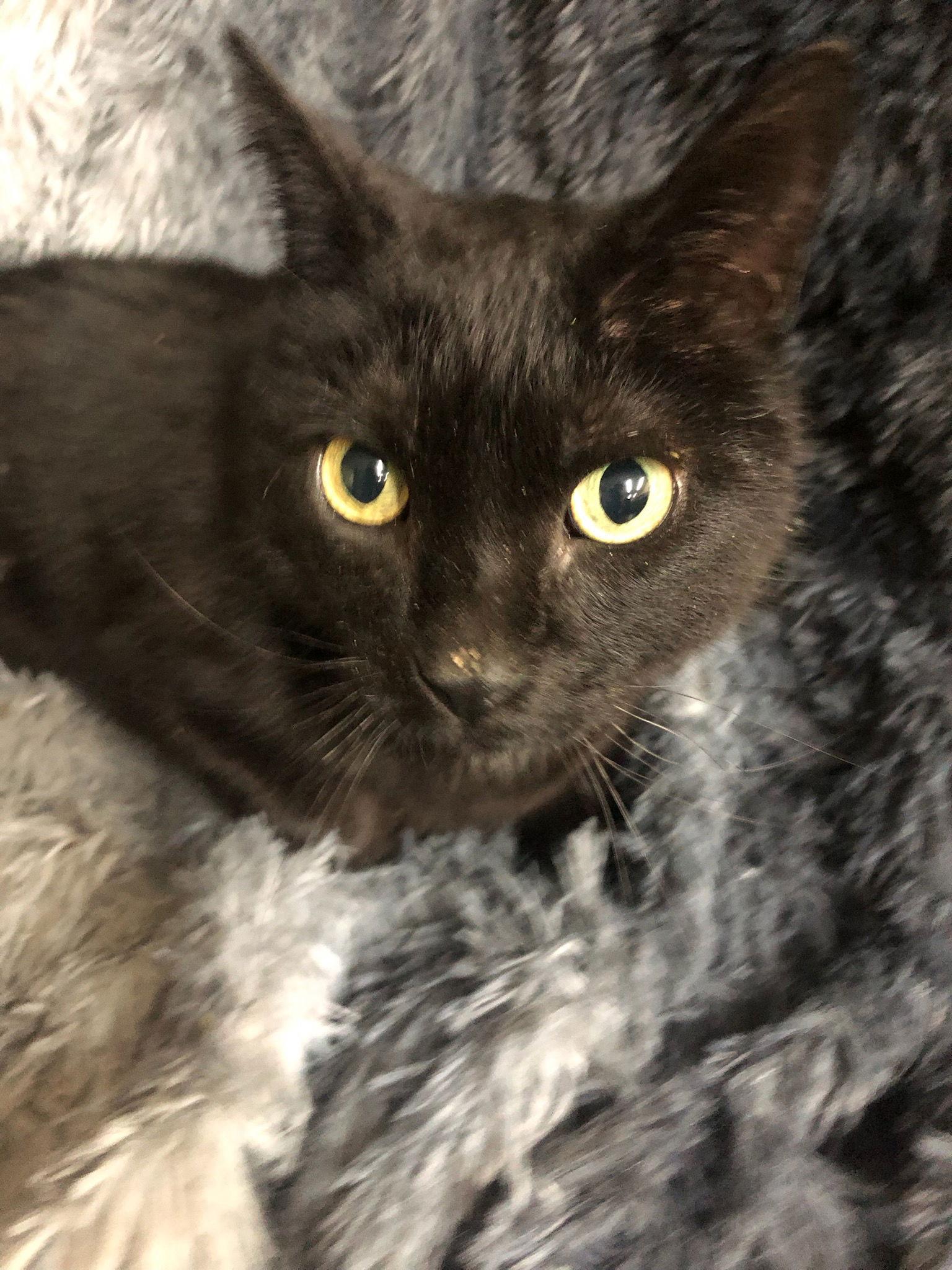 Enlarge Thyone, a Adoptable Domestic Short Hair in Forest Lake, MN image 1/1