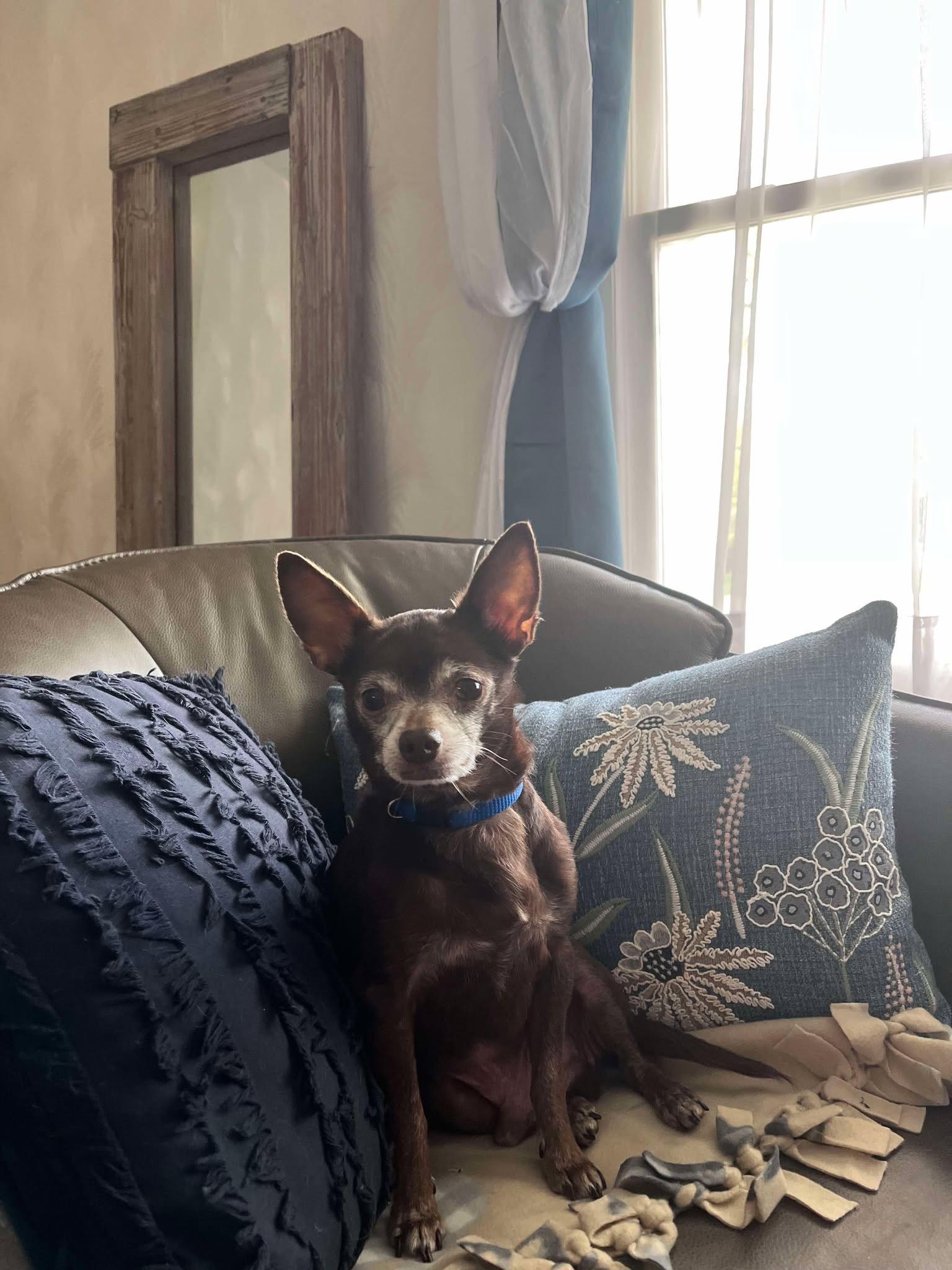 Lil Bit, a Adopted Chihuahua in Shawnee Mission, KS image 1/5