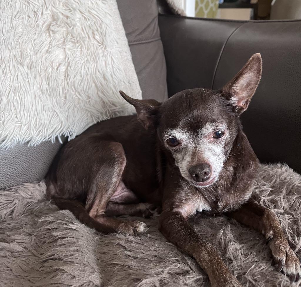 Lil Bit, a Adopted Chihuahua in Shawnee Mission, KS image 4/5