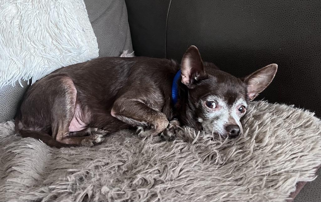 Lil Bit, a Adopted Chihuahua in Shawnee Mission, KS image 5/5