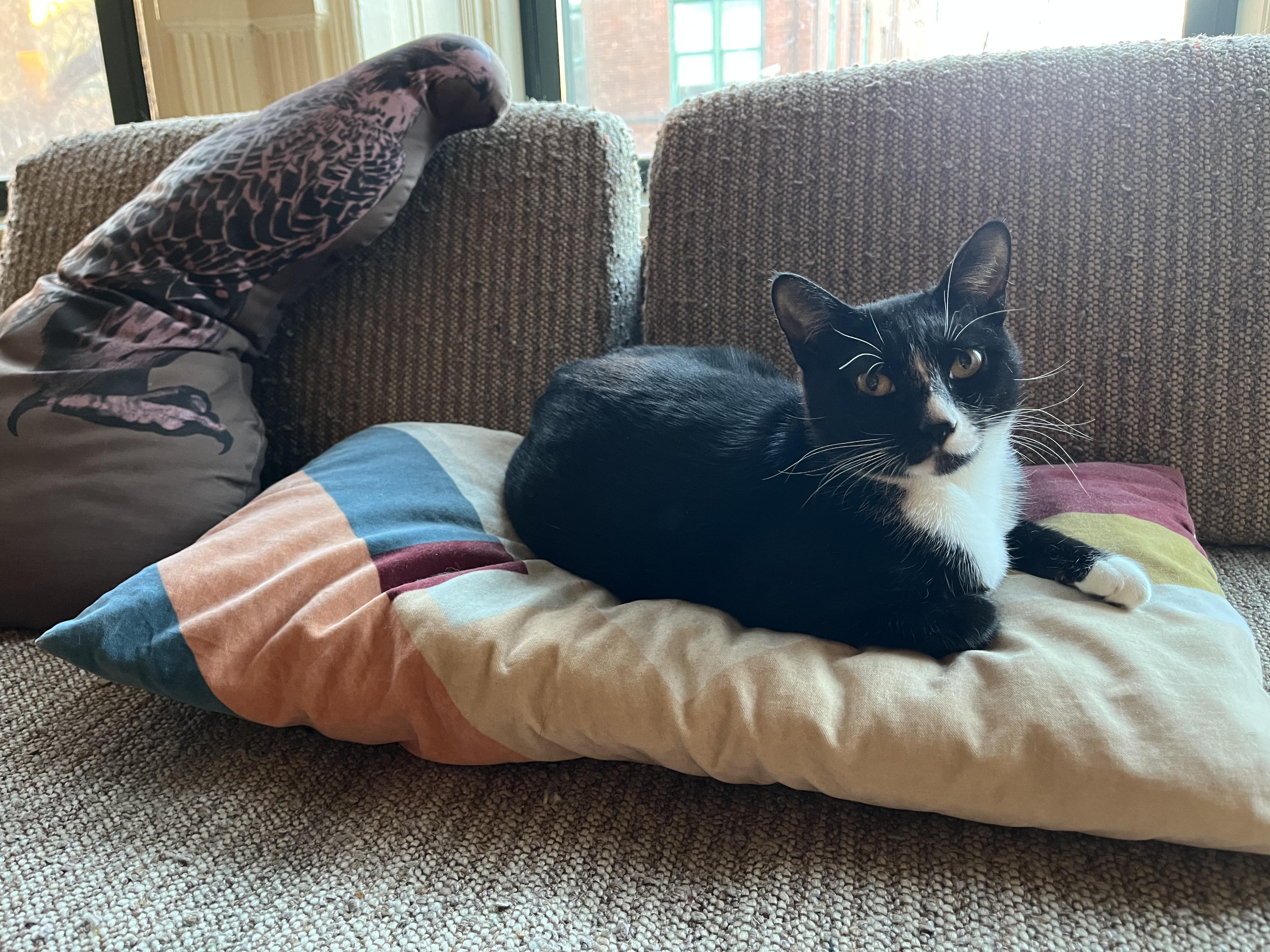 Enlarge Zola + Marscapone, a ADOPTABLE Domestic Short Hair in Brooklyn, NY image 3/6