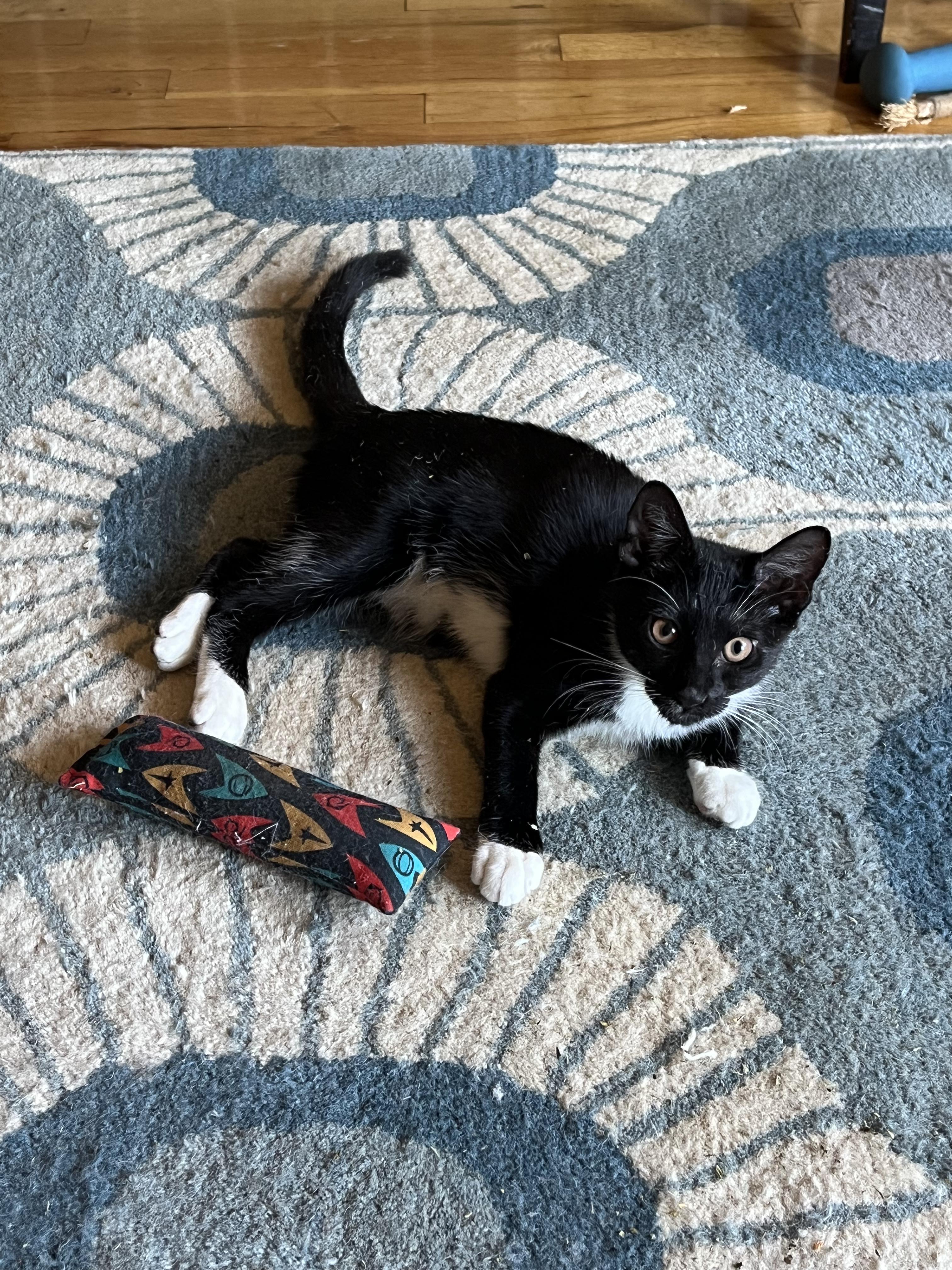 Enlarge Zola + Marscapone, a ADOPTABLE Domestic Short Hair in Brooklyn, NY image 4/6