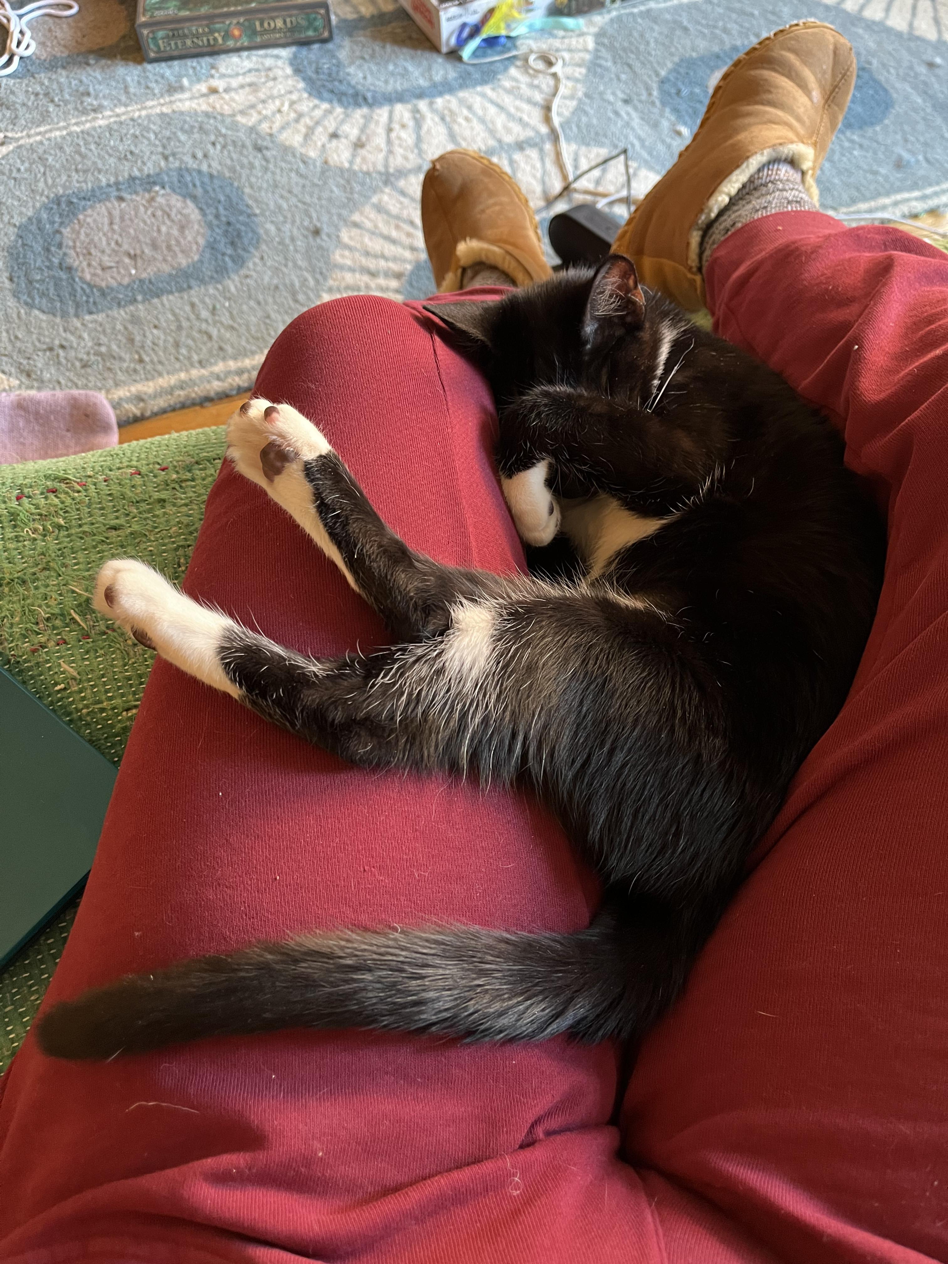 Enlarge Zola + Marscapone, a ADOPTABLE Domestic Short Hair in Brooklyn, NY image 6/6