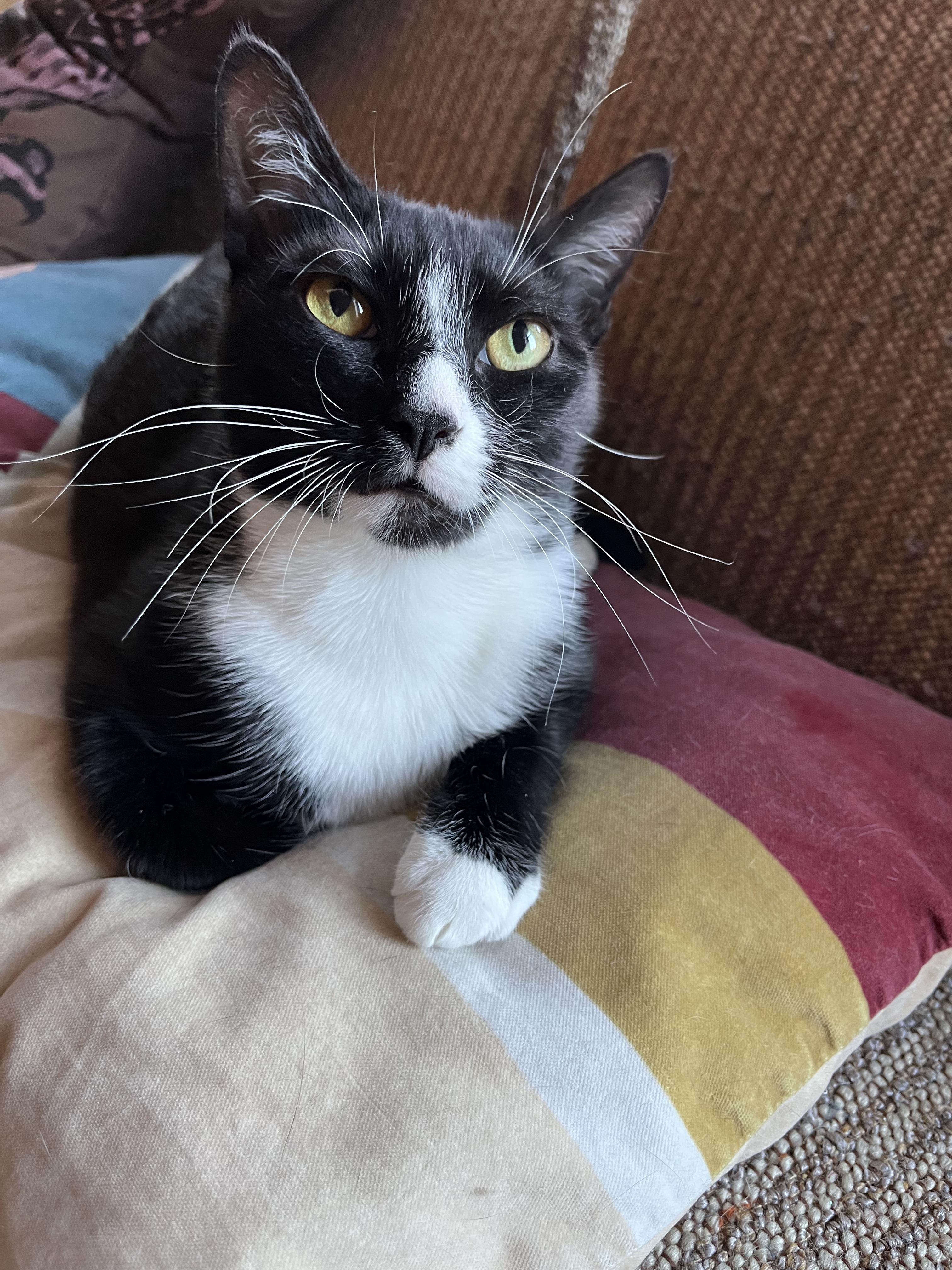 Enlarge Zola + Marscapone, a ADOPTABLE Domestic Short Hair in Brooklyn, NY image 5/6