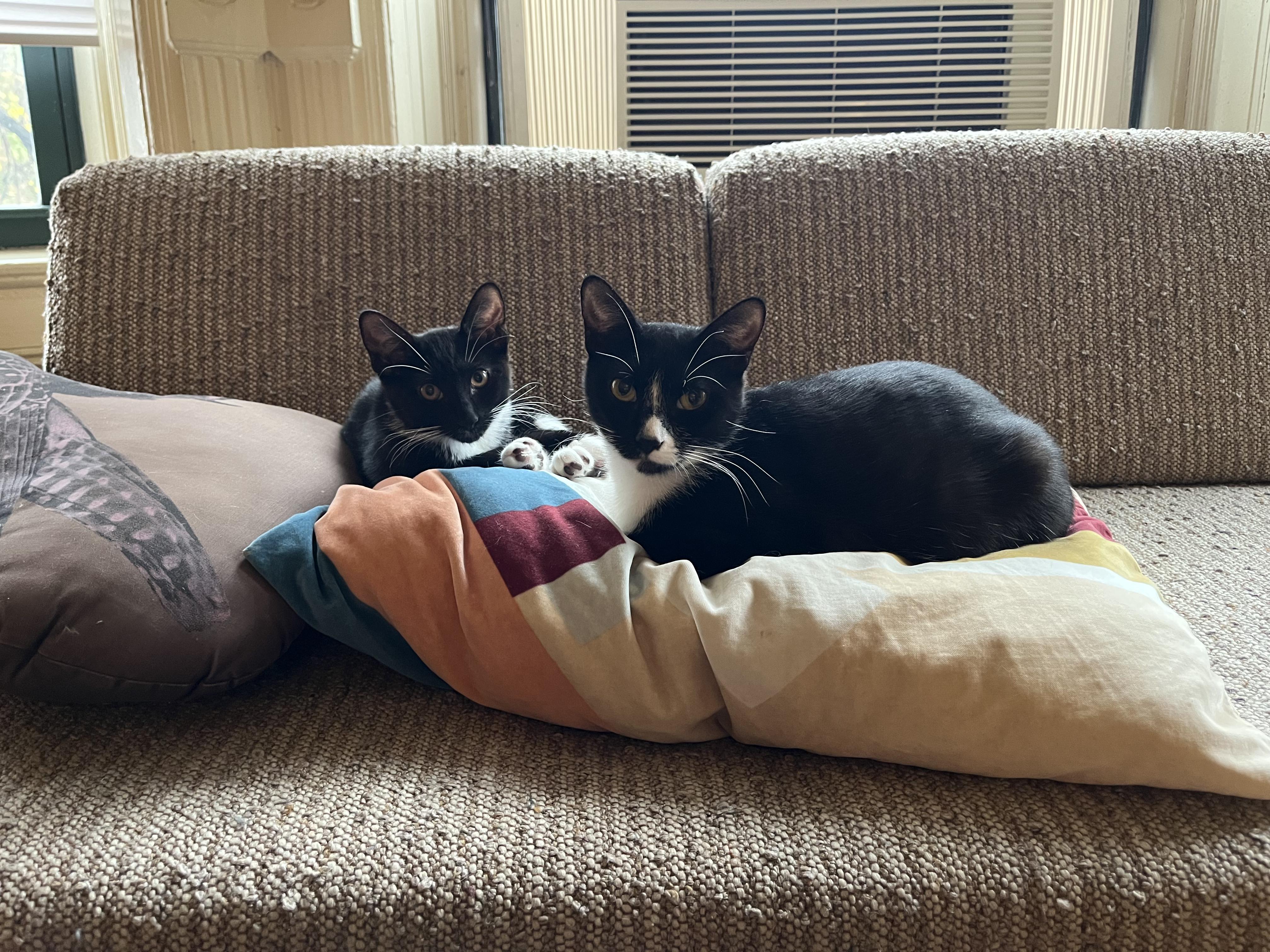 Zola + Marscapone, ADOPTABLE, Young Female Domestic Short Hair.