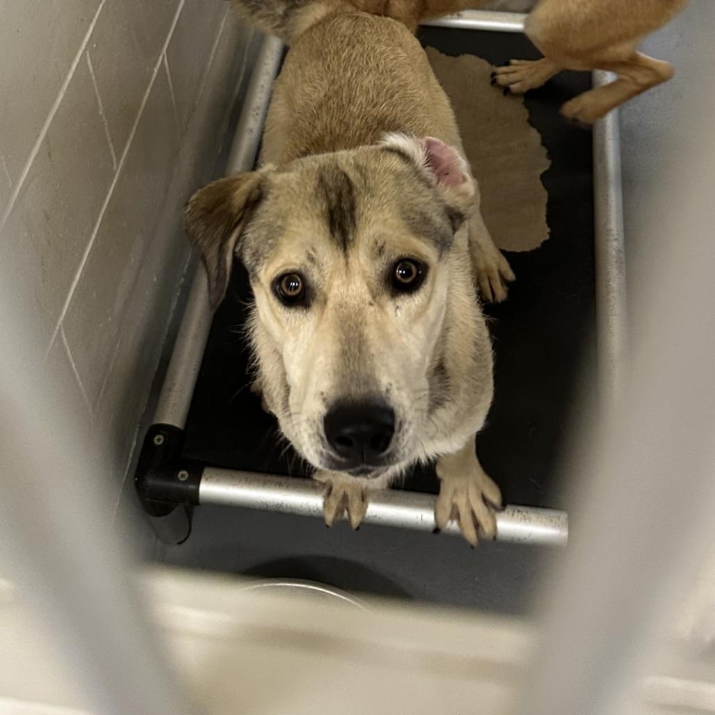 Enlarge Gale, a Adoptable Labrador Retriever in Morganton, NC image 1/1