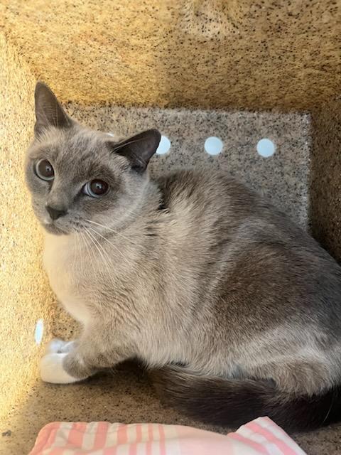 Willow (ID 48977/3651)