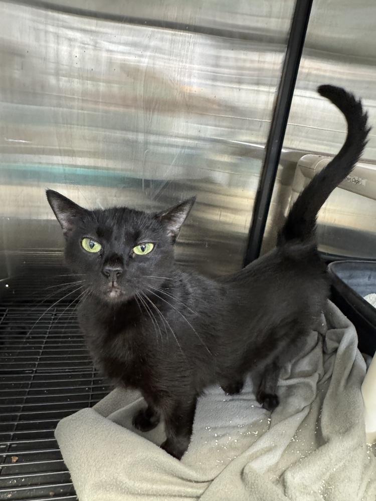 Enlarge Umbra, a Adoptable Domestic Short Hair in Fort Walton Beach, FL image 1/1