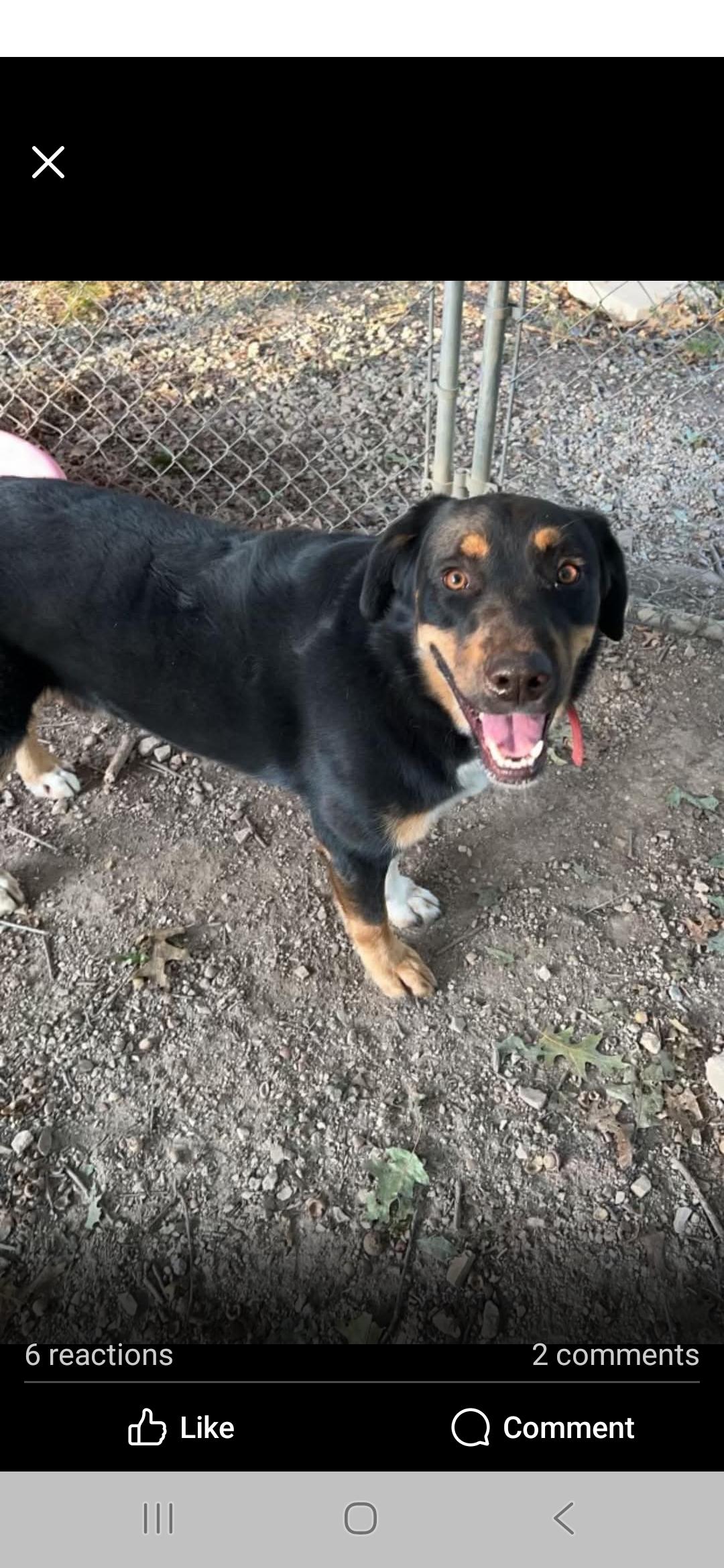 Dodger, Adoptable, Adult Male Mixed Breed.