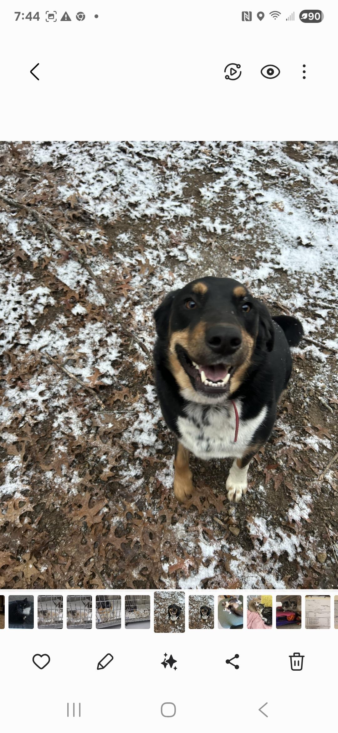 Enlarge Dodger, a Adoptable Mixed Breed in Jackson, MO image 2/3