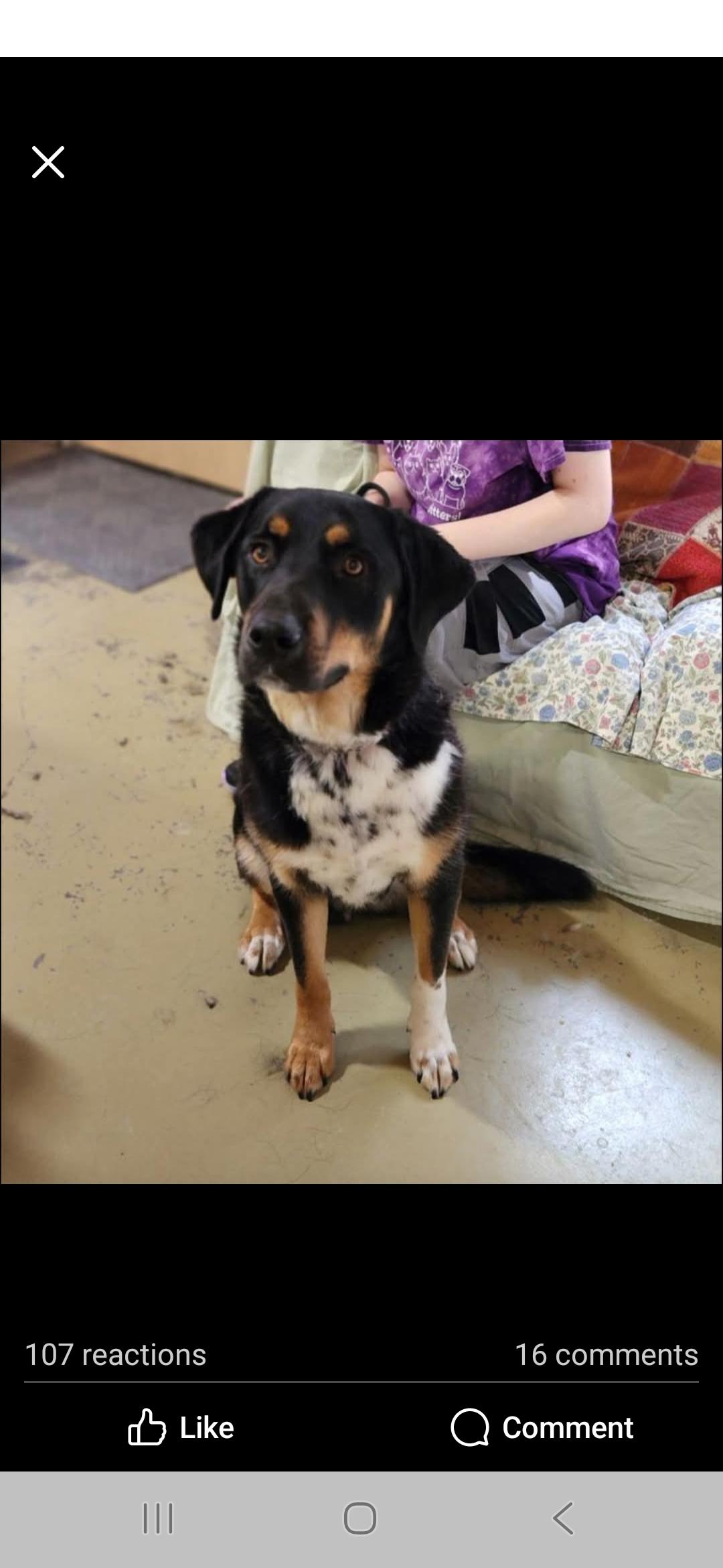 Enlarge Dodger, a Adoptable Mixed Breed in Jackson, MO image 3/3