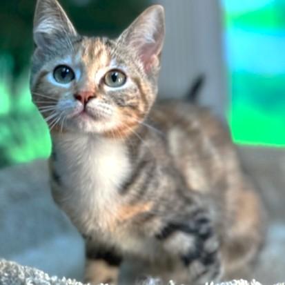 JUDY - GORGEOUS TABICO!