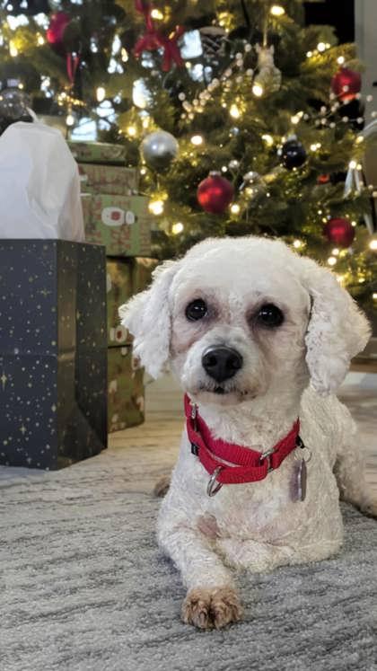 Enlarge Lily, a Adoptable Bichon Frise in Malvern, PA image 1/3