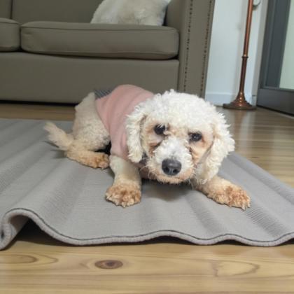 Lily, Adoptable, Young Female Bichon Frise.