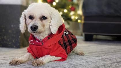 Enlarge Lily, a Adoptable Bichon Frise in Malvern, PA image 3/3