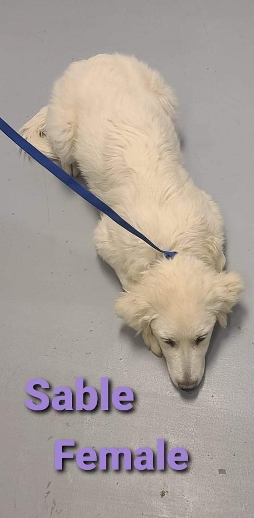 Enlarge Sable, a Adopted Great Pyrenees in Fort Stockton, TX image 1/1