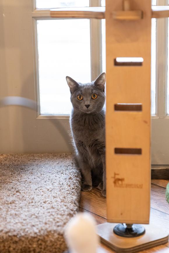 Enlarge Powder Puff, a Adoptable Domestic Short Hair in Dayton, OH image 2/2