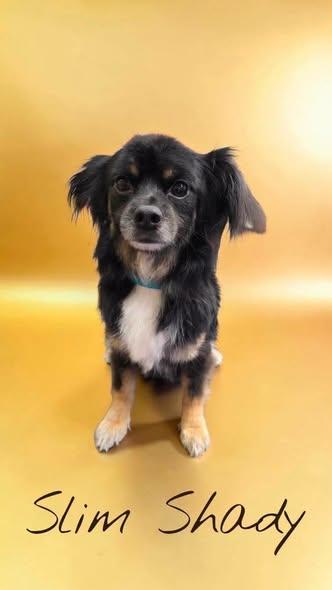 Enlarge Slim Shady and Chico, a Adoptable Chihuahua in Tulsa, OK image 2/2