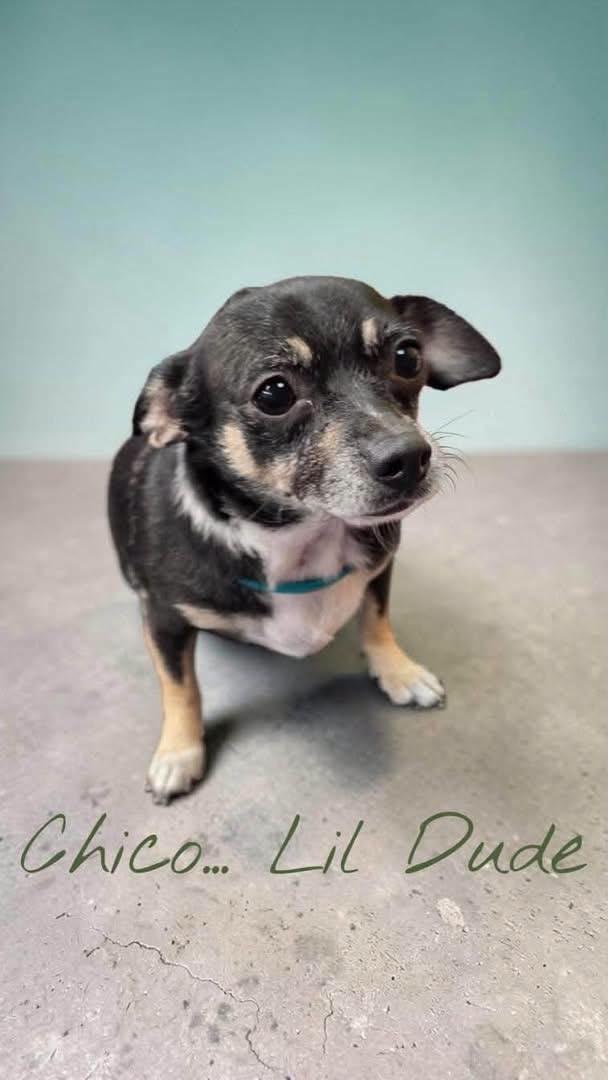 Slim Shady and Chico, Adoptable, Adult Male Chihuahua.