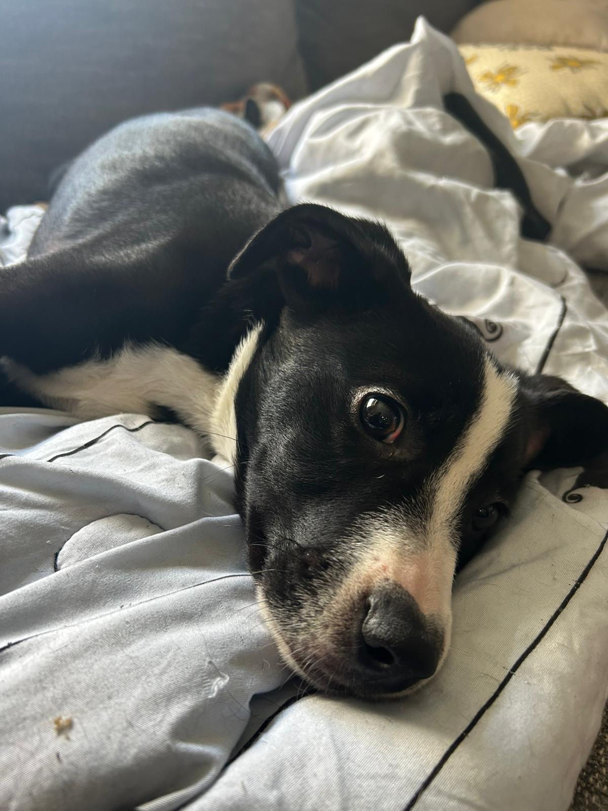 Baxter