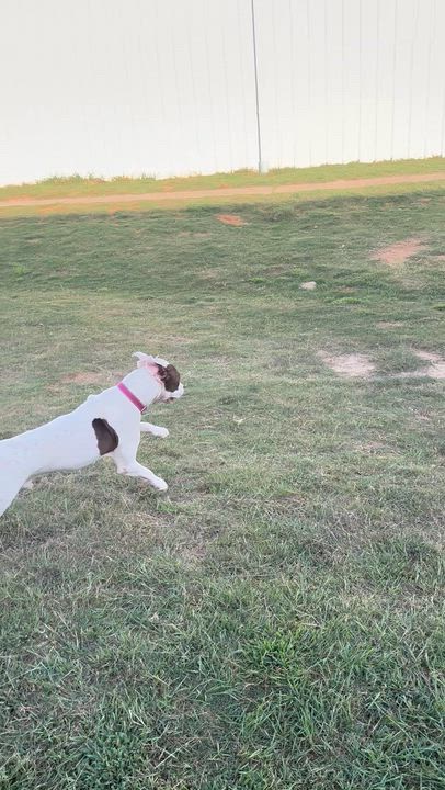 Enlarge Romeo, a Adoptable mixed breed in Houston, TX video 6/6