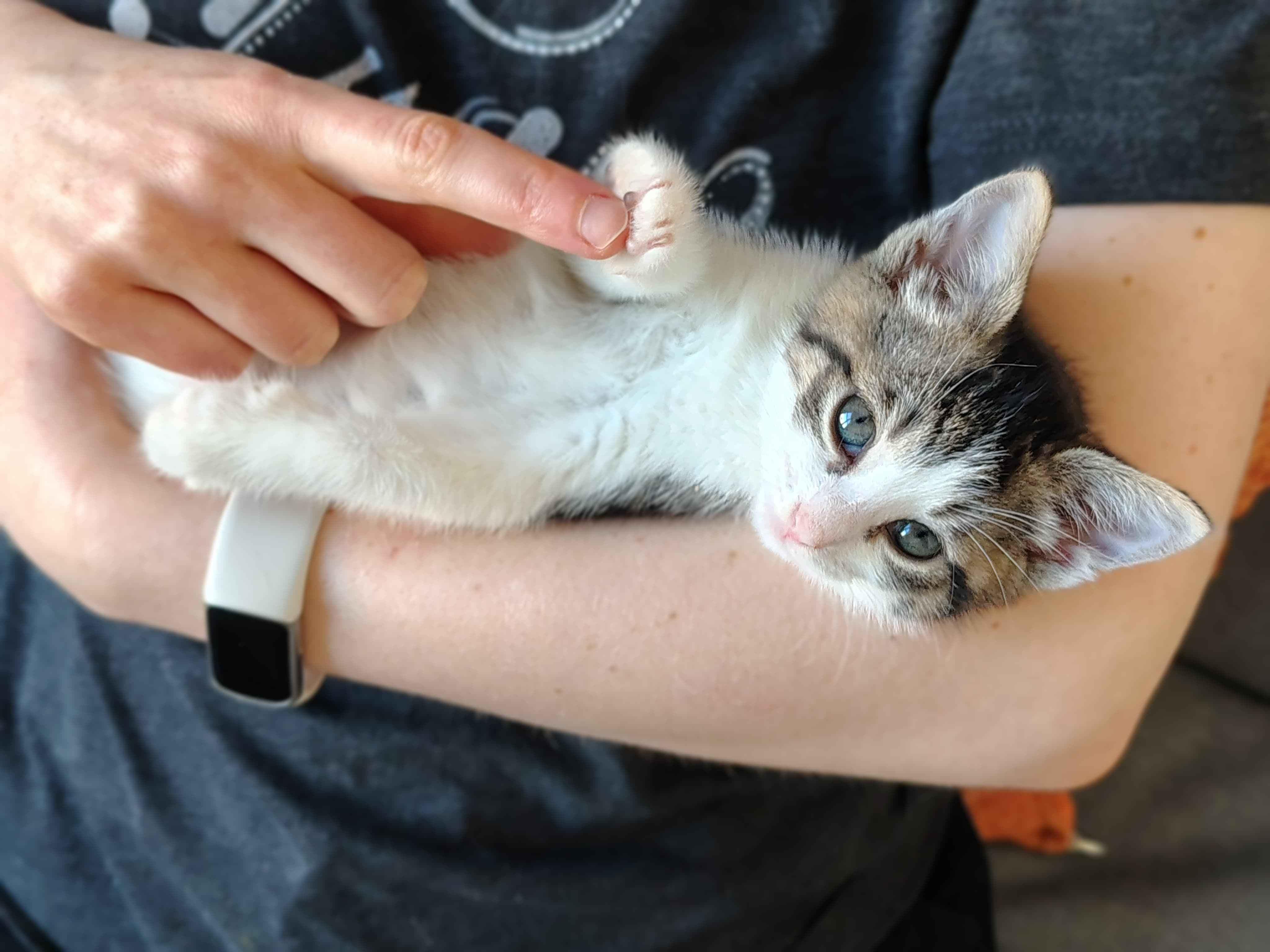 Tater & Tot (7 weeks), a ADOPTABLE American Shorthair in Florham Park, NJ image 2/6