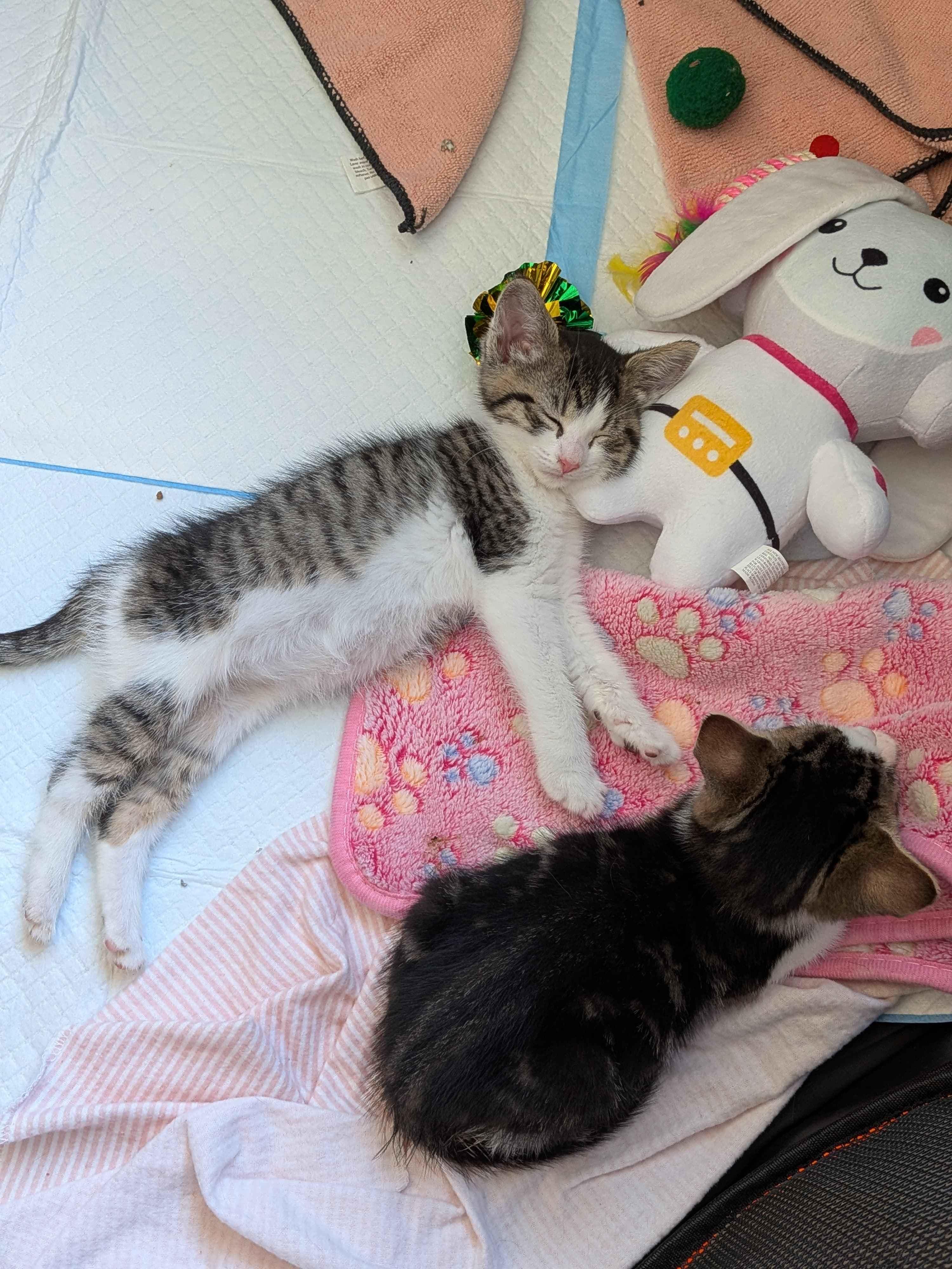 Tater & Tot (7 weeks), a ADOPTABLE American Shorthair in Florham Park, NJ image 3/6