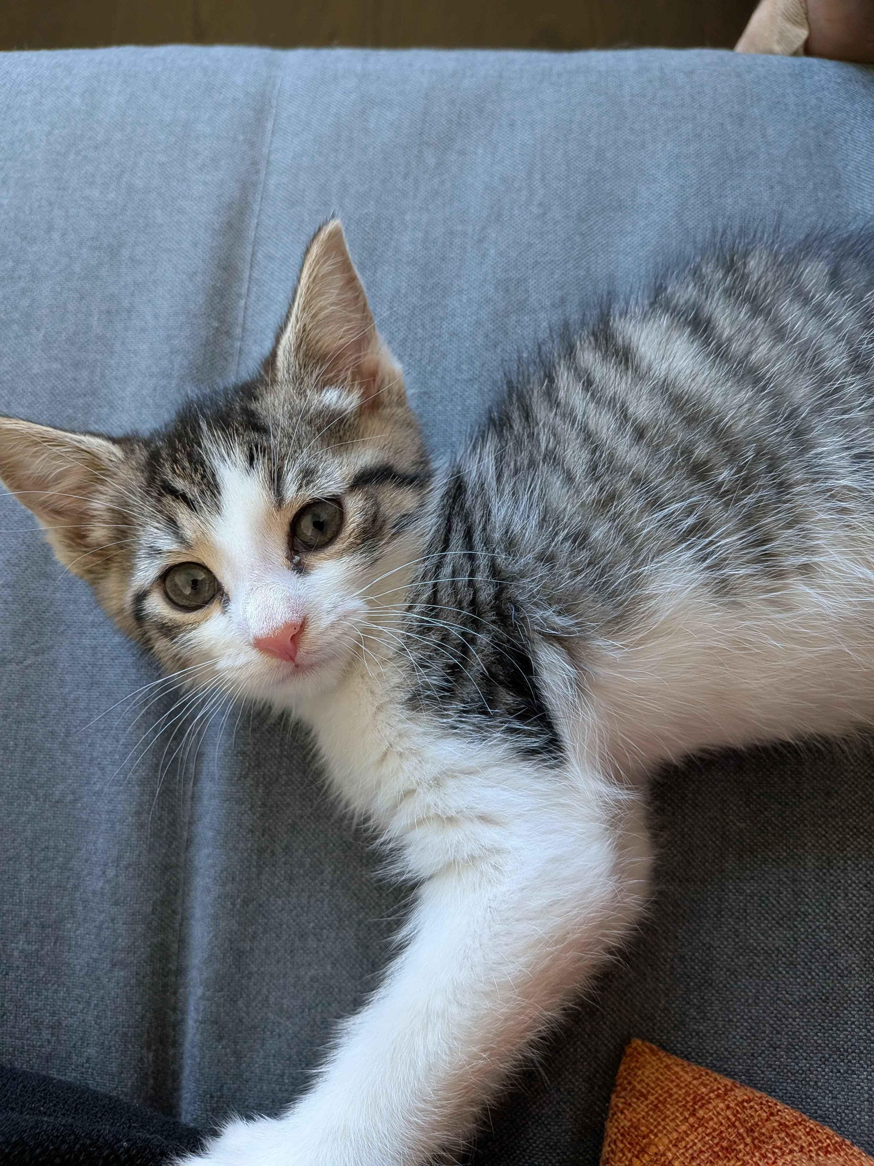Tater & Tot (7 weeks), a ADOPTABLE American Shorthair in Florham Park, NJ image 4/6