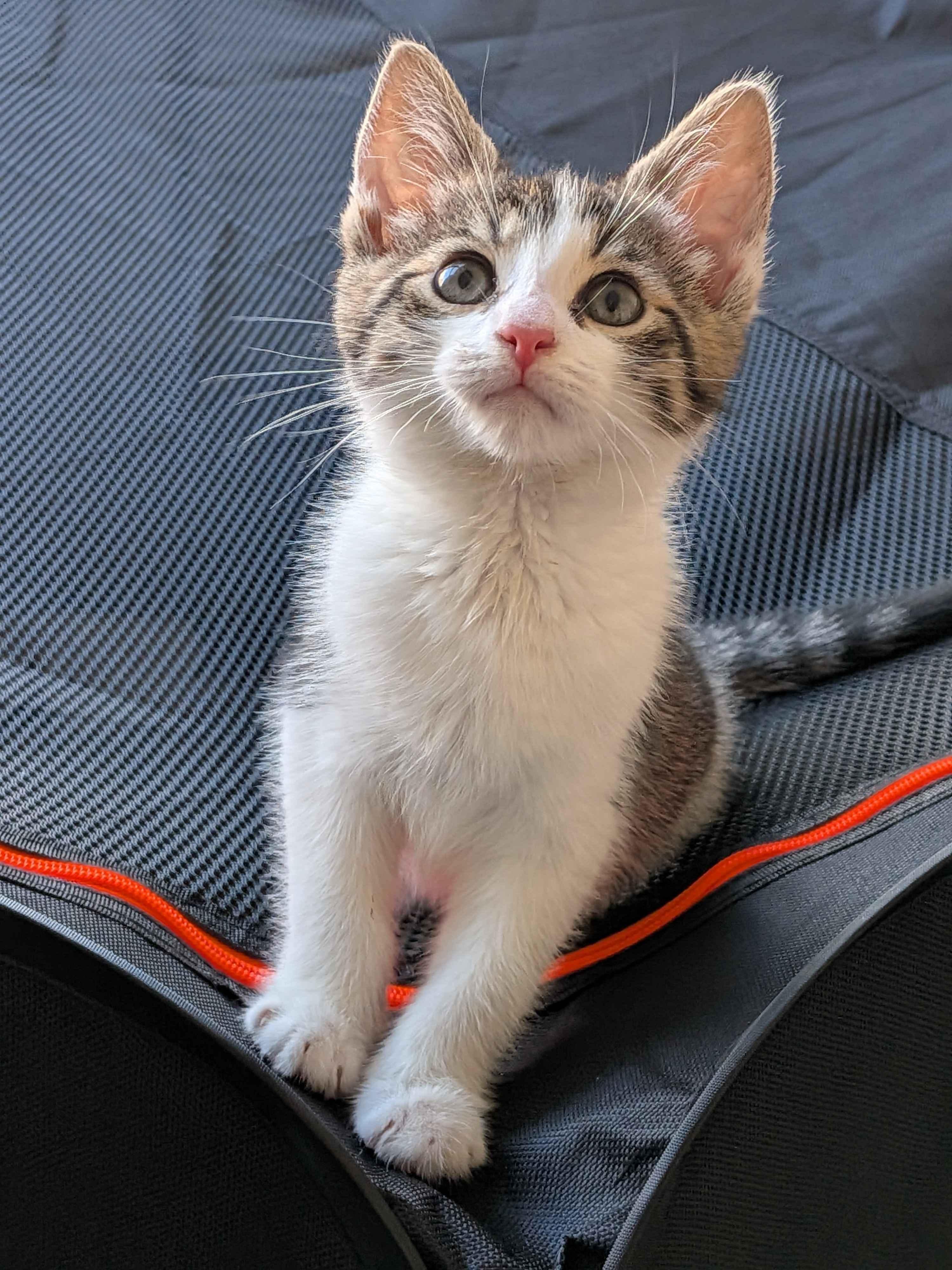Tater & Tot, a ADOPTABLE American Shorthair in Union City, NJ image 3/6