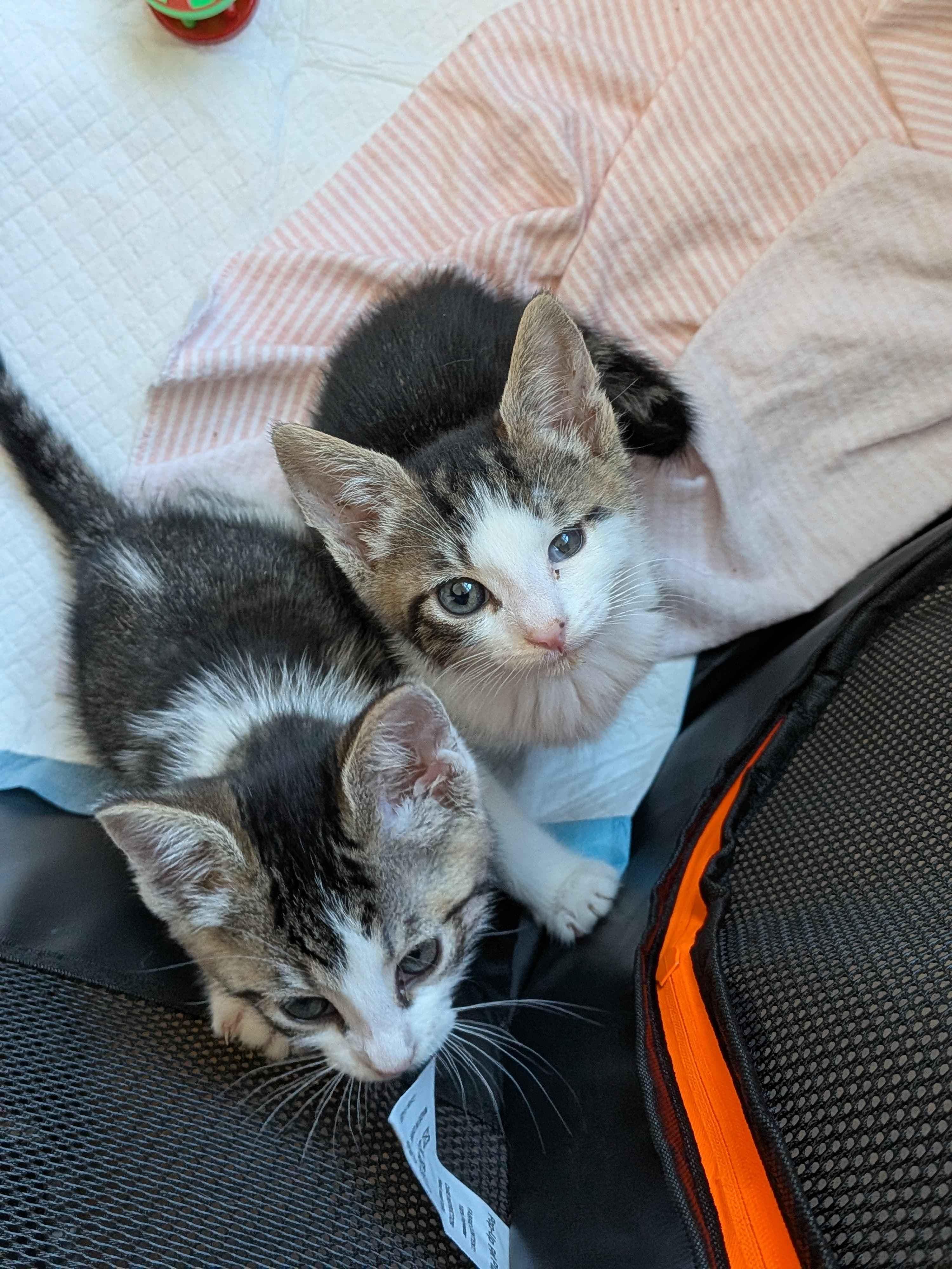 Tater & Tot (7 weeks), a ADOPTABLE American Shorthair in Florham Park, NJ image 1/6