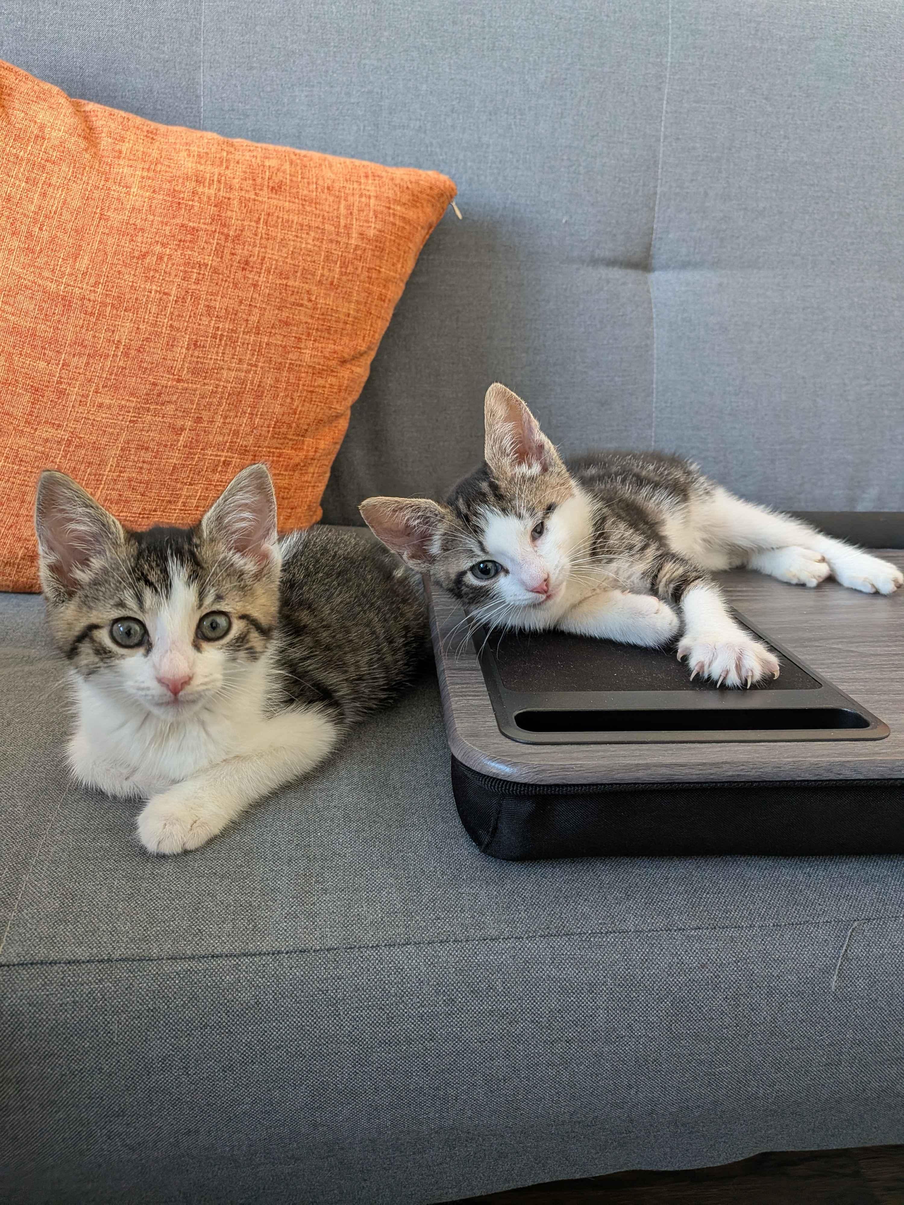 Tater & Tot, ADOPTABLE, Kitten Male American Shorthair.